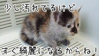 汚れて白なのかグレーなのかわからない子猫に出会った　子猫を拾ってみた2017part8