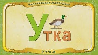 Мультипедия животных. Буква У - Утка