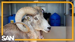 Montana man to be sentenced for creating then cloning giant hybrid sheep