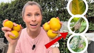 7 lemon tree problems and solutions - How to care for citrus & lemon trees?