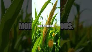 The Revolutionary Impact of Biotechnology in Agriculture