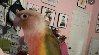 Woody The Parrot  in my room ‘’ #blogs #trendyshorts #viralshorts #greencheekconure #followus