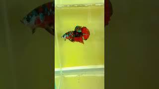 Red Galaxy Betta Fish #bettafish #shorts