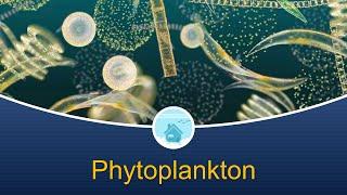 Marine Biology at Home 4: Phytoplankton