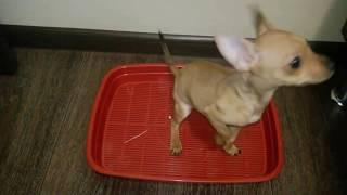 Как научить щенка ходить на лоток //Teach a puppy to walk on a tray russian toy Terrier