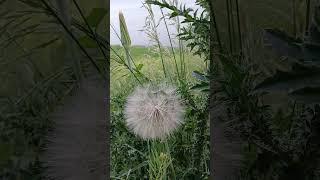 HUGE DANDELION ON THE IRTYSH RIVER