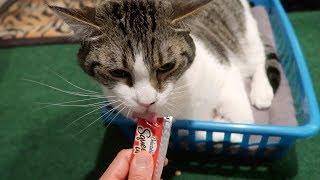 Cats Try Delectables Squeeze Up Cat Treats For The First Time