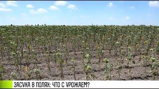 Засуха в полях: что с урожаем?