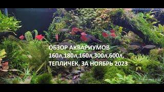 аквариумы с растениями обзор  160л, 180л, 160л,300л , 600л, теплички за ноябрь 2023