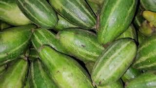 After Harvesting Pointed Gourd (Parwal)