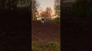Tesla Optimus - Daily walks help clear your mind
