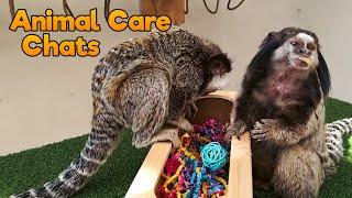 These 2 Monkeys Just Did WHAT?! | Animal Care Chats