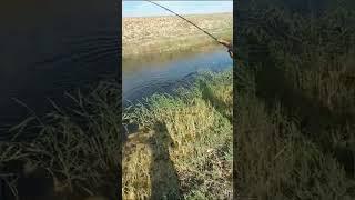 ловим шука,как ловить шука,мы охотимся на рыбу чортен #рибалка #риболов  #fishing