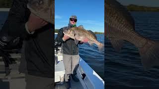 Massive Drum released. #fishing #florida #drum #fishing #catchandrelease #sportfishing #flyfishing