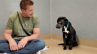 Watch skinny shelter dogs First Tail Wag after being called 'GOOD GOY' 