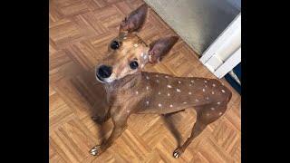  My pet deer!  Funny video with dogs, cats and kittens! 