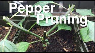 EZ Pepper Pruning for Great Results and Huge Yields