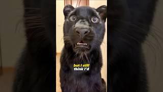 Do You Want A Pet Panther ‍⬛ (Via @Lunathepantera)