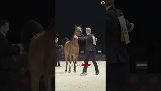Ancestor of Modern Horses  Can Run 150KM a Day!