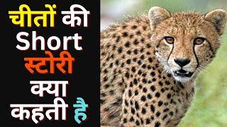 चीतों की Short स्टोरी क्या कहती है Kuno National Park ke Cheetoh ki short story #leopard #cheetahs