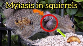 Myiasis in squirrels | Infection of squirrels with myiasis parasite