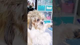 Cutie Coco the ShihTzu #short#cute #shihtzu #pets #shihtzulife #coco #furbaby