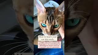 How to teach your cat to speak on command #cat
