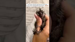 Baby rescued it was marmoset #shorts #animals #animalrescue #pets #cute #love