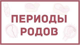 Периоды родов - физиология - кратко