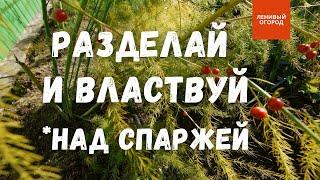 Размножение спаржи осенью | Посадка спаржи под зиму | Спаржа выращивание и уход | Деление спаржи