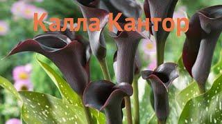 Калла обыкновенная Кантор (calla cantor)  калла Кантор обзор: как сажать луковицы каллы Кантор