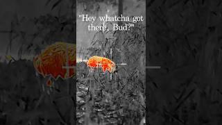 Delayed reaction  : IRay USA  Bolt TH50C #hunting #hoghunting #nightvision #thermal