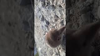 Don't stay on the road. Shrew/Soricidae