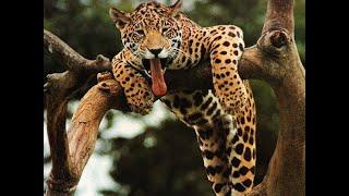 Jaguar in the Wild  Hunting for a Hippopotamus  Wild Cats - Close-up  World of nature tv