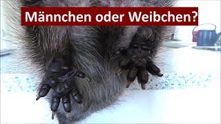 So sieht ein Igel von unten aus, Männchen oder Weibchen? (08.07.2023)