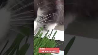 Why do cats eat grass?