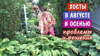 ХОСТЫ ОСЕНЬЮ. Чем болеют? Как лечить? Чем удобрять? Когда обрезать? Как избавить от слизней?