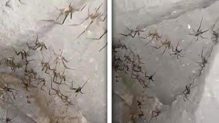 CREEPY CLUSTER OF SPIDERS FOUND IN CAVE!