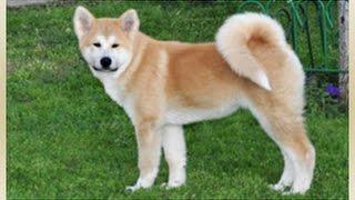 Akita Inu| Акита Ину - I часть