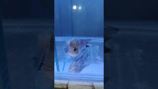 Beautiful Colour fish, Fish Aquarium setup, Gold Fish tank setup. #shorts #viral #fish #aquarium