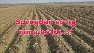 Sovuqdan so'ng ko'chatlar qoldimikan...?