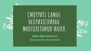 ТОП-10 Клумба из многолетников непрерывного цветения. Цветы в июле.