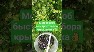 Показываю как я быстро собираю крыжовник #shortvideo #рекомендации #собираю #крыжовник