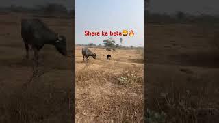 #shera#ka#beta#viralvideo#bull#shera#bufflo#dairyfarm#2007#shera #bull