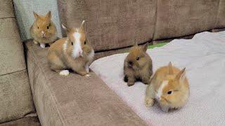 We watch videos with little Rabbits and calm down ️ Cute rabbits!!!