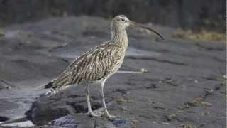 BTO Bird ID - Curlew and Whimbrel