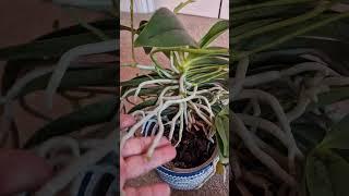 What to do if roots are growing out of pot | #orchidobsession