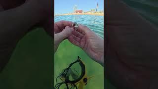 #detector #detectando #anillo #кольцо #detectando #ring #deus #equinox #manticore #detection