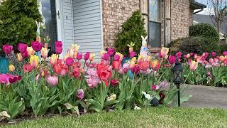 Tulip update! 600 tulips beautifully blooming for over 5 weeks.