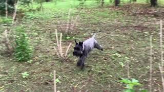 Happy Miniature Schnauzer running free at Bucksaw campground